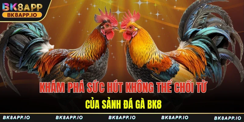 Khám phá sức hút không thể chối từ của sảnh đá gà BK8