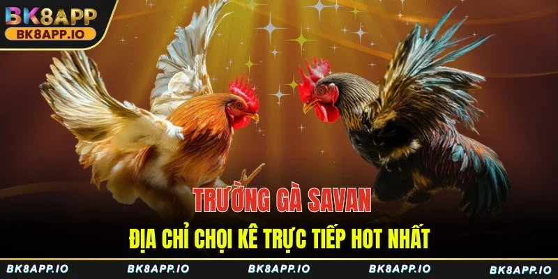 Trường gà Savan địa chỉ chọi kê trực tiếp hot nhất